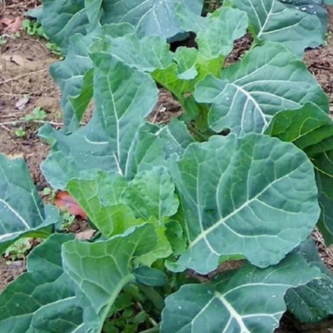 Georgia Collard Seeds - 400+ Heirloom Seeds for Spring & Fall Planting (Brassica oleracea)