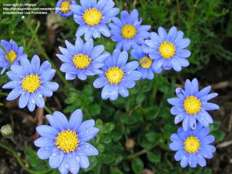 Felicia Blue Daisy Seeds 100 Kingfisher - Blue Flower Seeds for Garden, Felicia amelloides