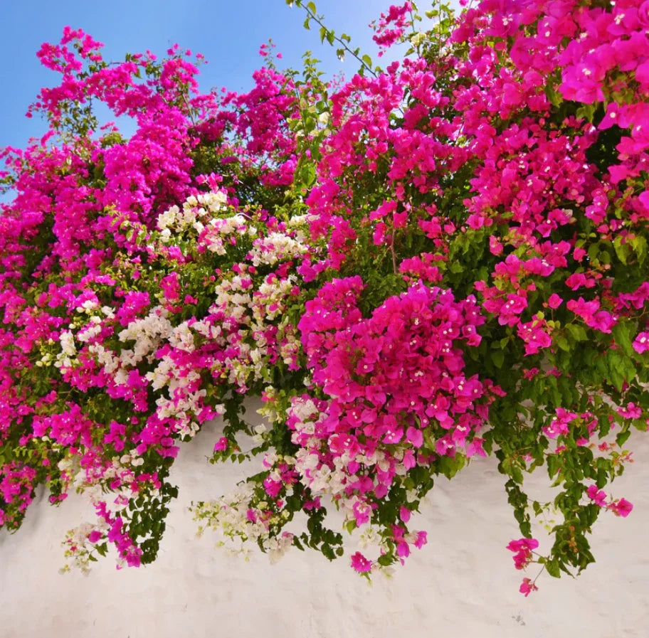 Live Barbara Karst Bougainvillea Plants – 4–6" Tall – Soil-Wrapped Roots – No Pot – Bougainvillea spectabilis