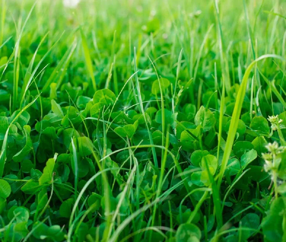 No-Till Garden Cover Crop Mix Seeds - 1 lb Blend of Gardening Cover Crops for Soil Health and Erosion Control