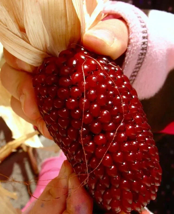 120+ Strawberry Ruby Corn Seeds - Organic Heirloom Popcorn - Sweet & Rare - Zea mays everta
