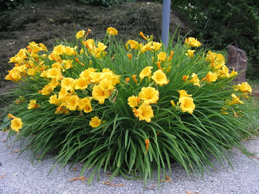 Stella d'Oro Daylily Starter Plants Set of 2 - Live Bare Root Perennials - Hemerocallis 'Stella d'Oro' - Vibrant Blooms
