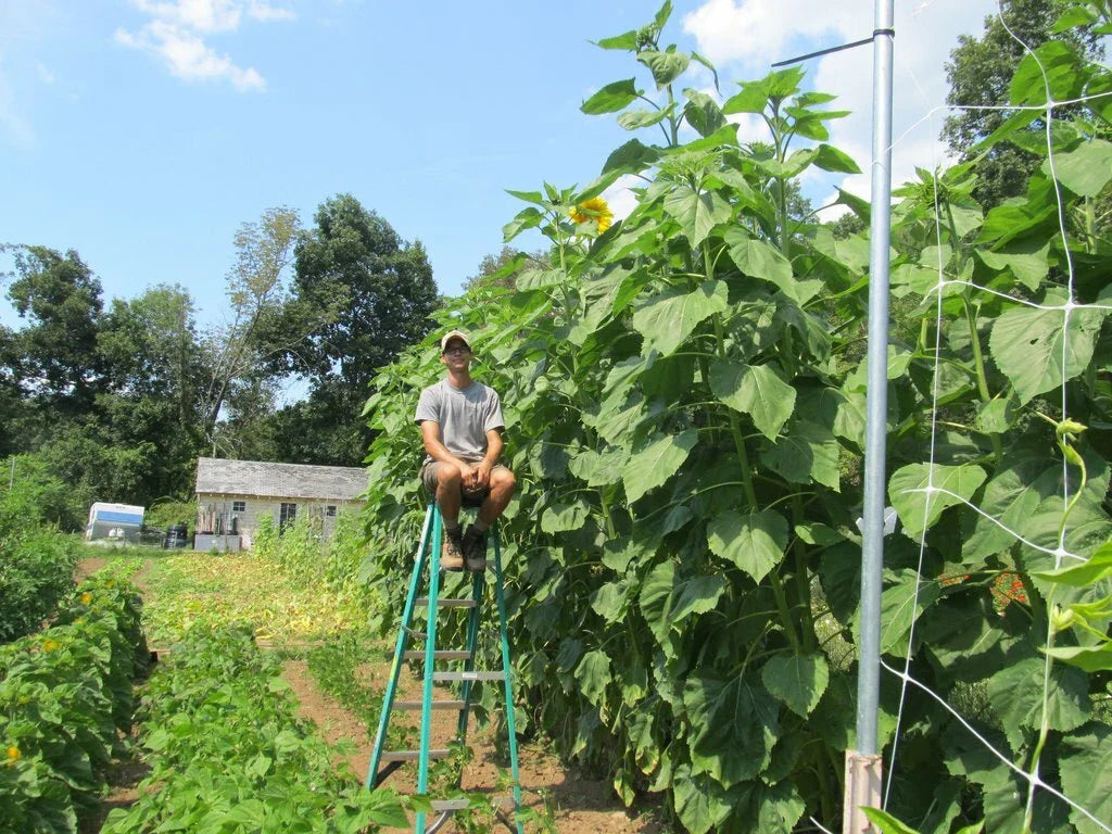 Skyscraper Sunflower Seeds - 35+ Giant Mammoth Native Wildflower - Easy to Grow, Fun Garden Addition (Helianthus annuus)