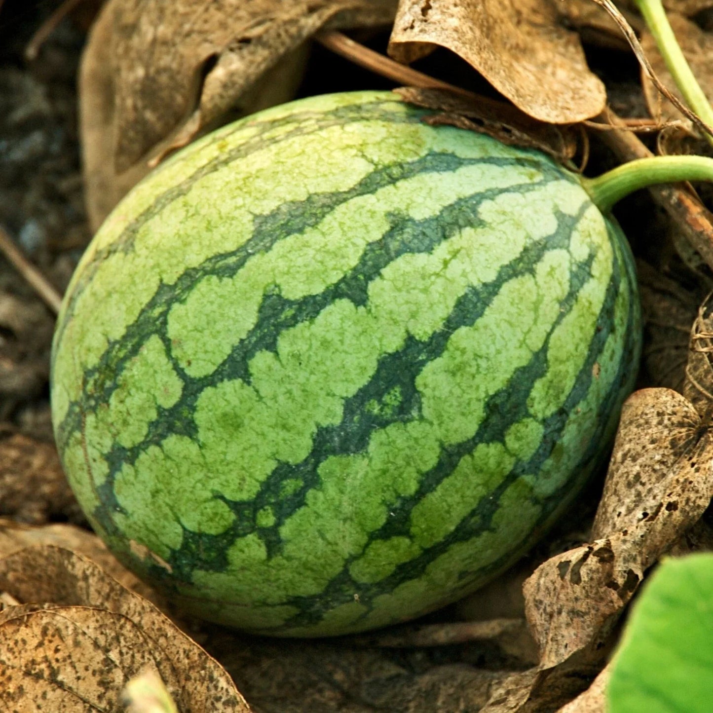 Crimson Sweet Watermelon Seeds | Medium Large Juicy Red Fruit | Citrullus lanatus | 2025