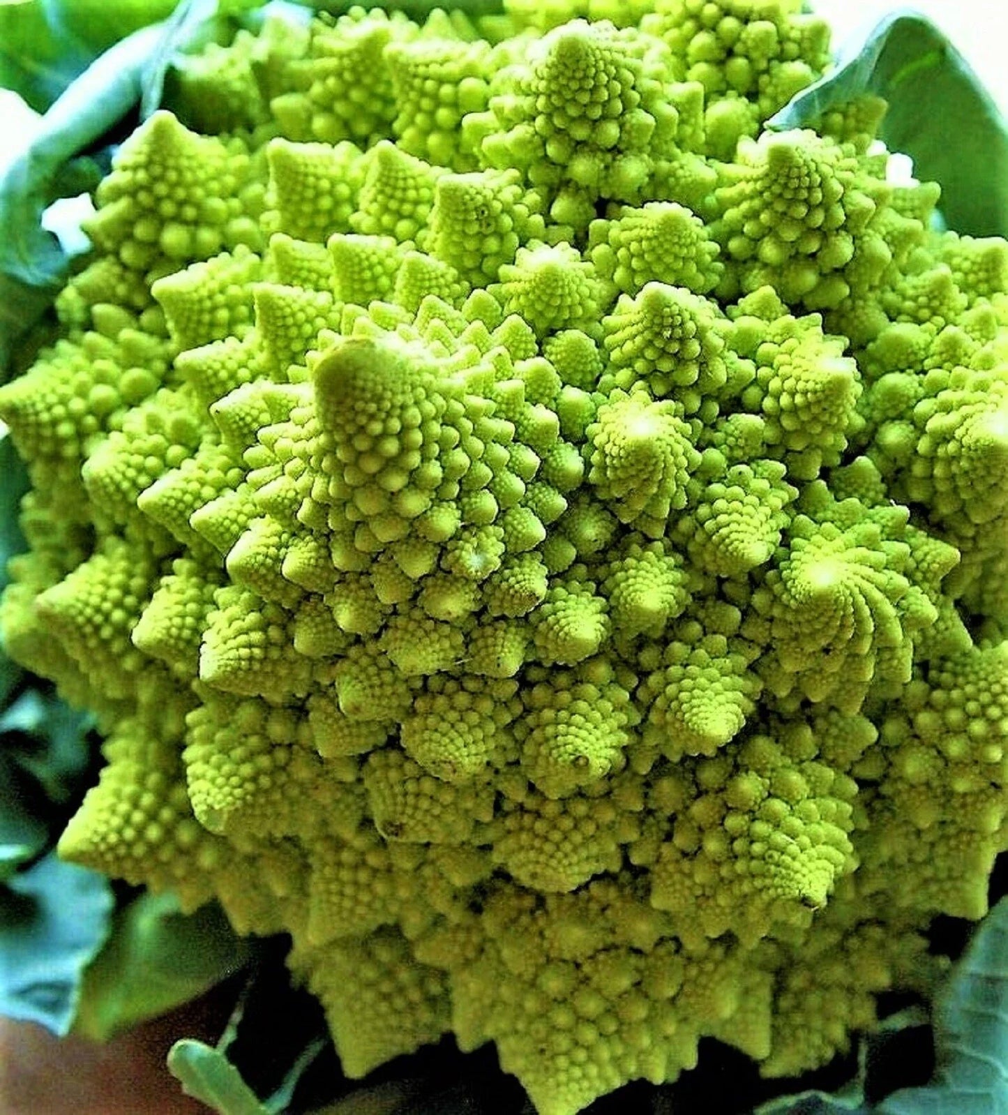 Romanesco Broccoli Seeds 200+ Non-GMO Heirloom Seeds for Planting (Brassica oleracea var. botrytis)