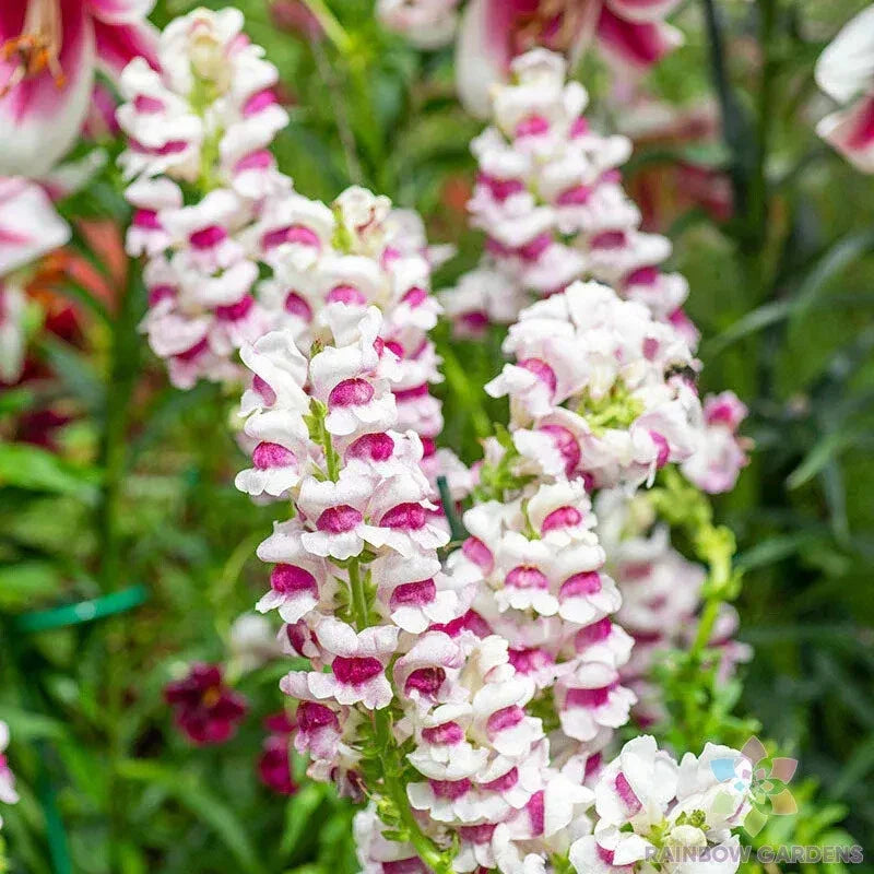 Maryland Plumblossom Snapdragon Seeds - 1000+ Seeds for Garden - Antirrhinum majus - USA Grown - Free Shipping