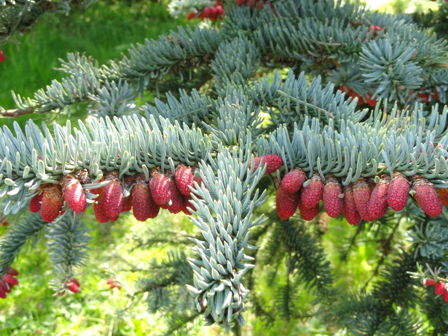 Noble Fir Seeds, 10 Pack, Abies procera, Premium Quality Evergreen Tree Seeds for Planting