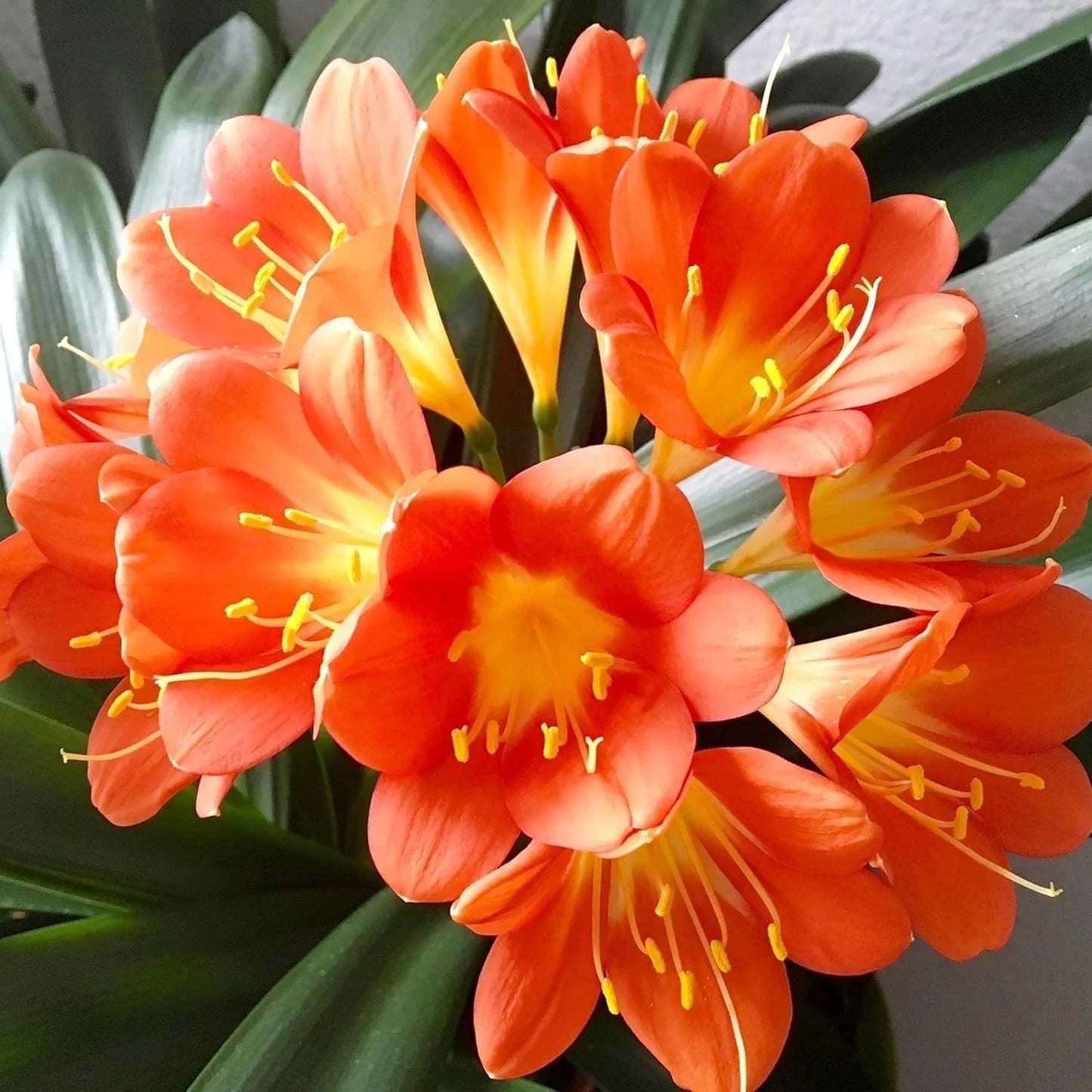 Live Clivia Miniata Plant - Large Orange Flowers - 1-4 Year Old Bush Lily - Well Rooted