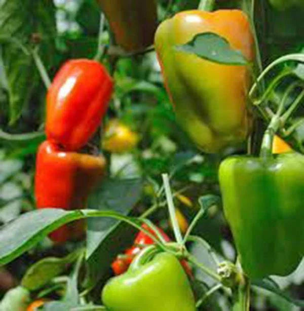 Bell Pepper Seeds - California Wonder, Heirloom Variety, 20+ Seeds for Large Fruit, Capsicum annuum