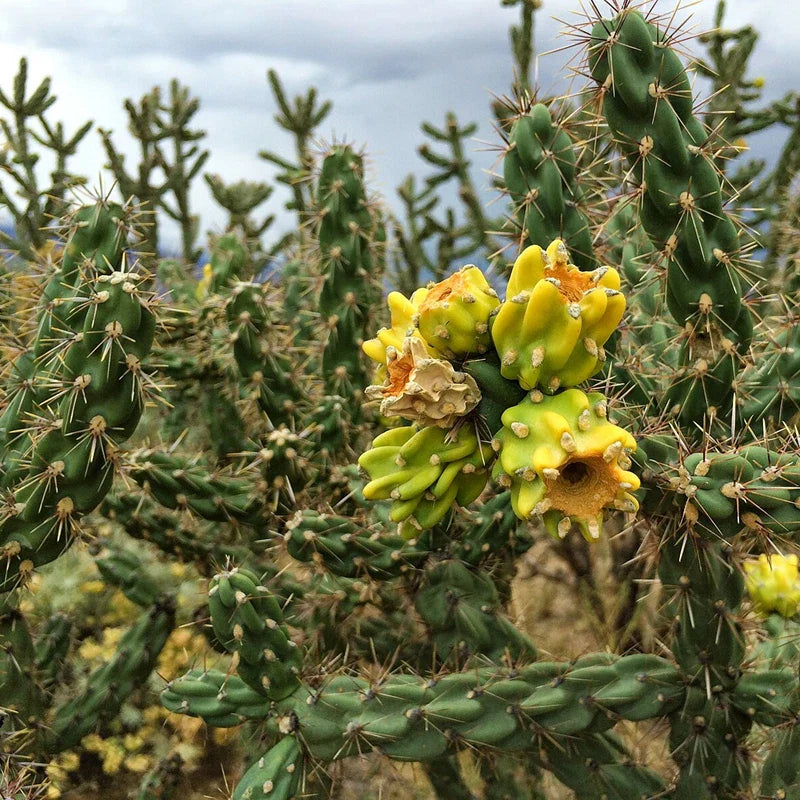 Tree Cholla Cuttings - Cylindropuntia imbricata - Drought-Tolerant Succulent for Gardens and Landscapes