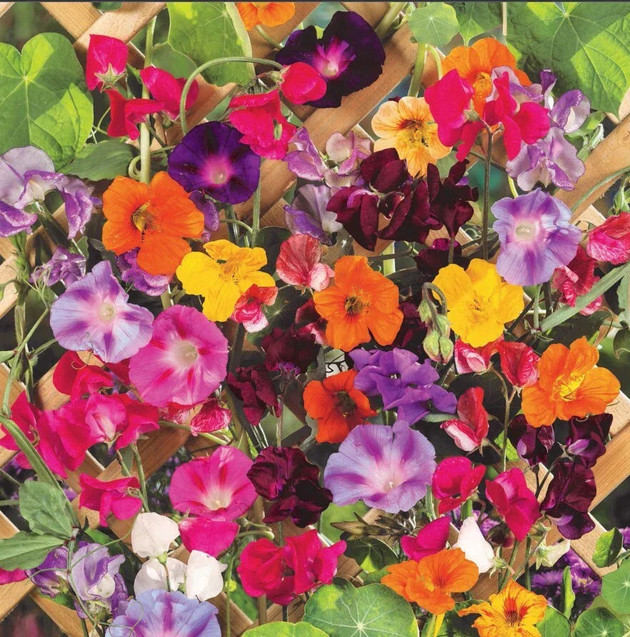 Climbing Vine Mix Seeds - Colorful Climbers - 150 Seeds - 6 Species - Landscape Garden Plants for Trellises and Arbors