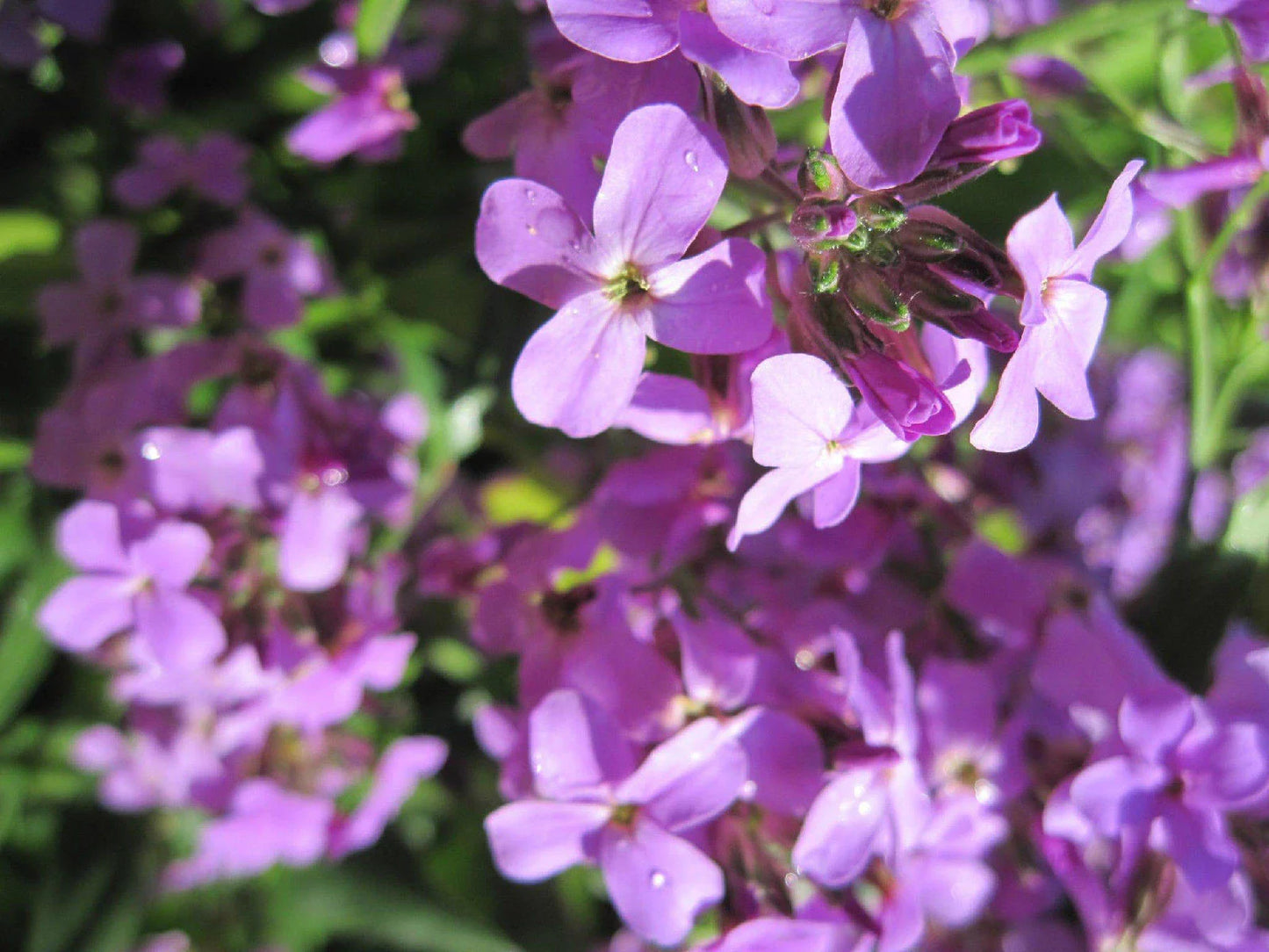 Evening Scented Stock Seeds - 500 Count - Pink Purple - Matthiola longipetala - GroCo USA - Buy 15 Ships Free