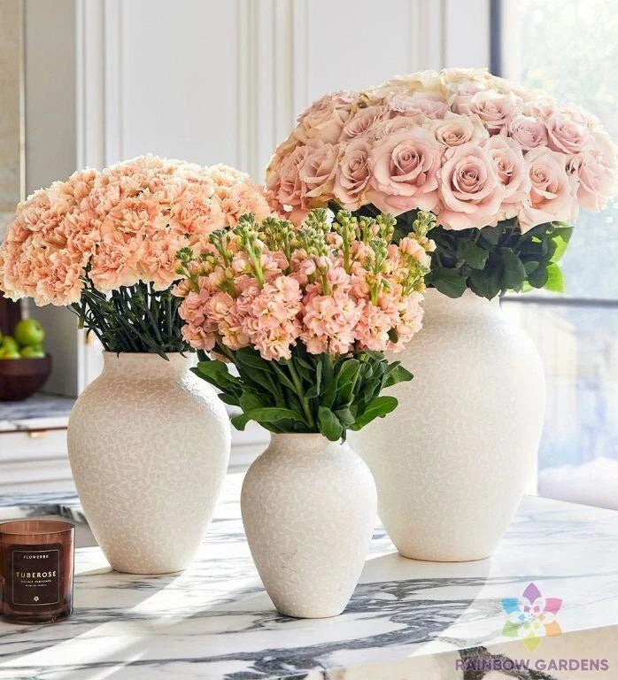 Sand Pink Carnation Seeds - 200+ Count - Dianthus caryophyllus - Ideal for Garden Planting - USA Grown