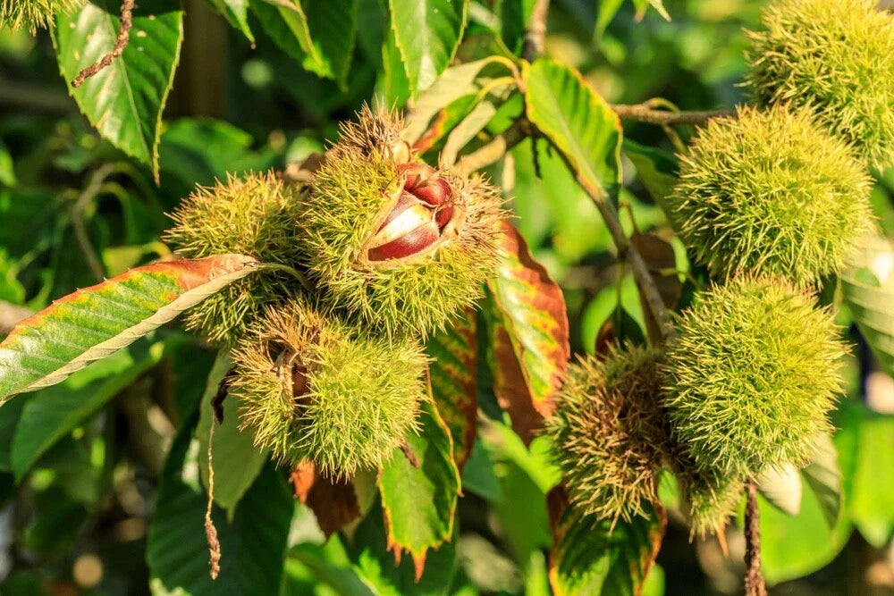 Chinese Chestnuts Tree Seeds - 100 Seeds - Ideal for Deer - Castanea mollissima