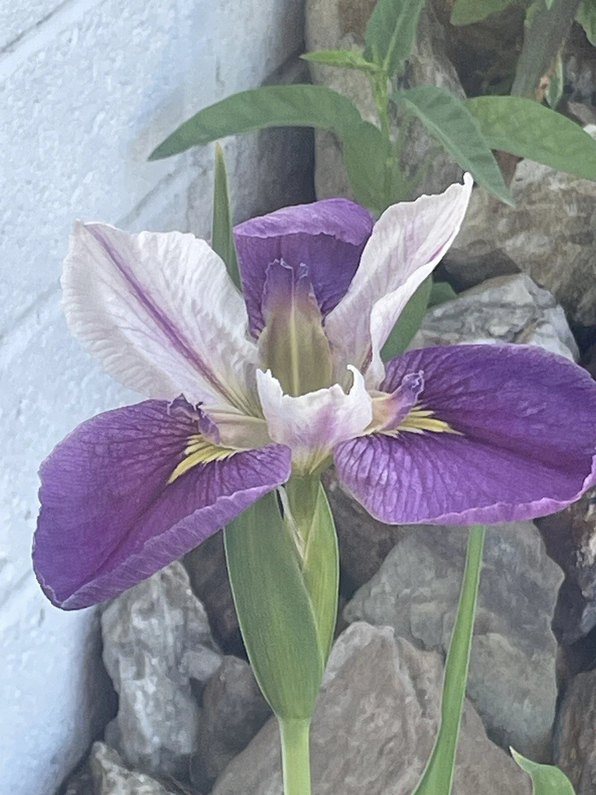 Live Bi-Color Louisiana Iris Aquatic Marginal Pond Plant - Colorific Variety (Iris hexagona)