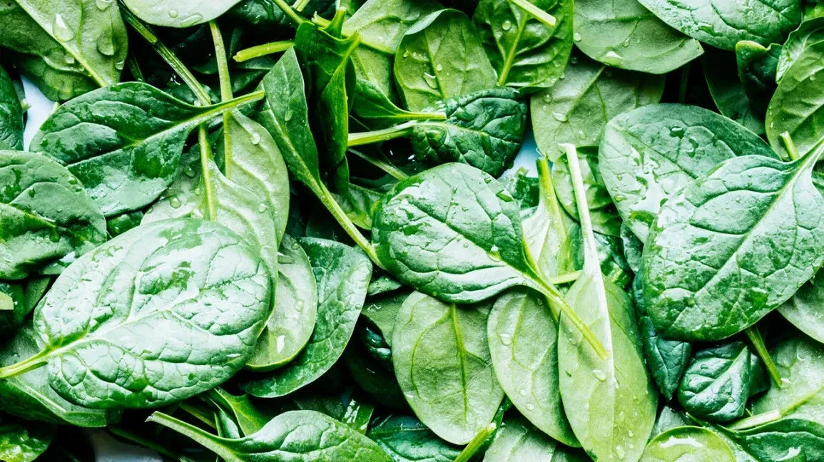 Spinach Seeds - 10 Pack - Non-GMO Spinacia oleracea - Free USA Shipping