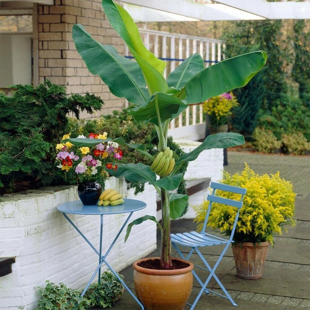 Organic Banana Plant Starter - Gran Nain Variety - Musa - Live Plant - Free Shipping