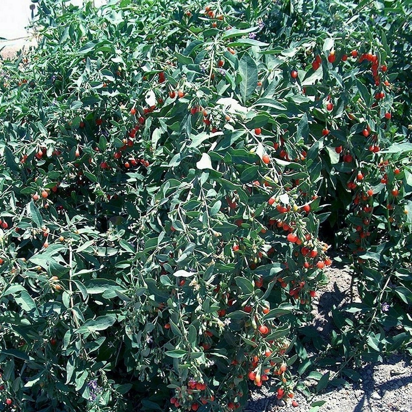 Goji Berry Cuttings - Lot of 10 Fresh Cuttings - Fruit-Bearing Variety - Lycium barbarum