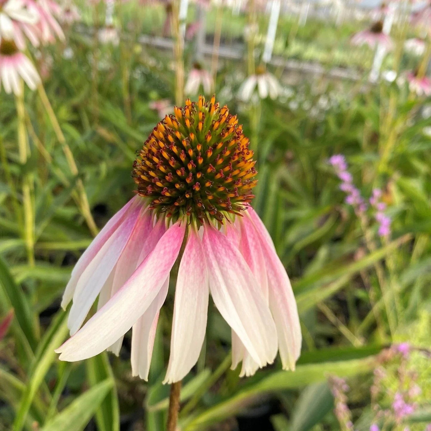Echinacea ‘Pretty Parasols’ – Live Coneflower Starter Plant | Unique Bi-Color Daisy Blooms, Hardy Perennial, Pollinator Magnet