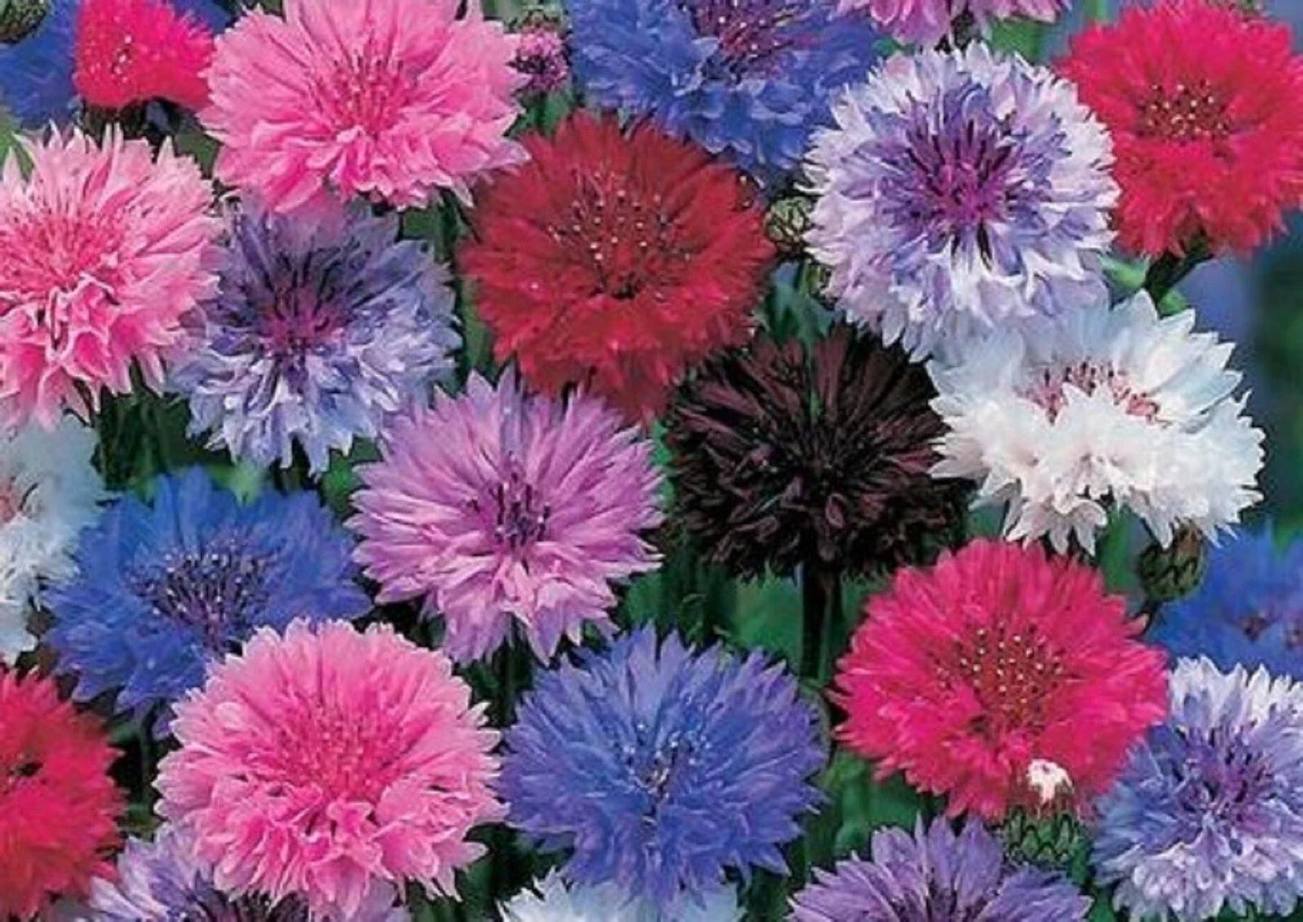 Cornflower Seeds - Dwarf Mix - 200 Seeds - Bachelor Button - Centaurea cyanus