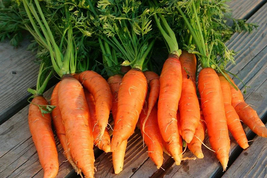 Danvers 126 Half Long Carrot Seeds, NON-GMO Heirloom, Vegetable Seeds, Organic Variety, Free Shipping