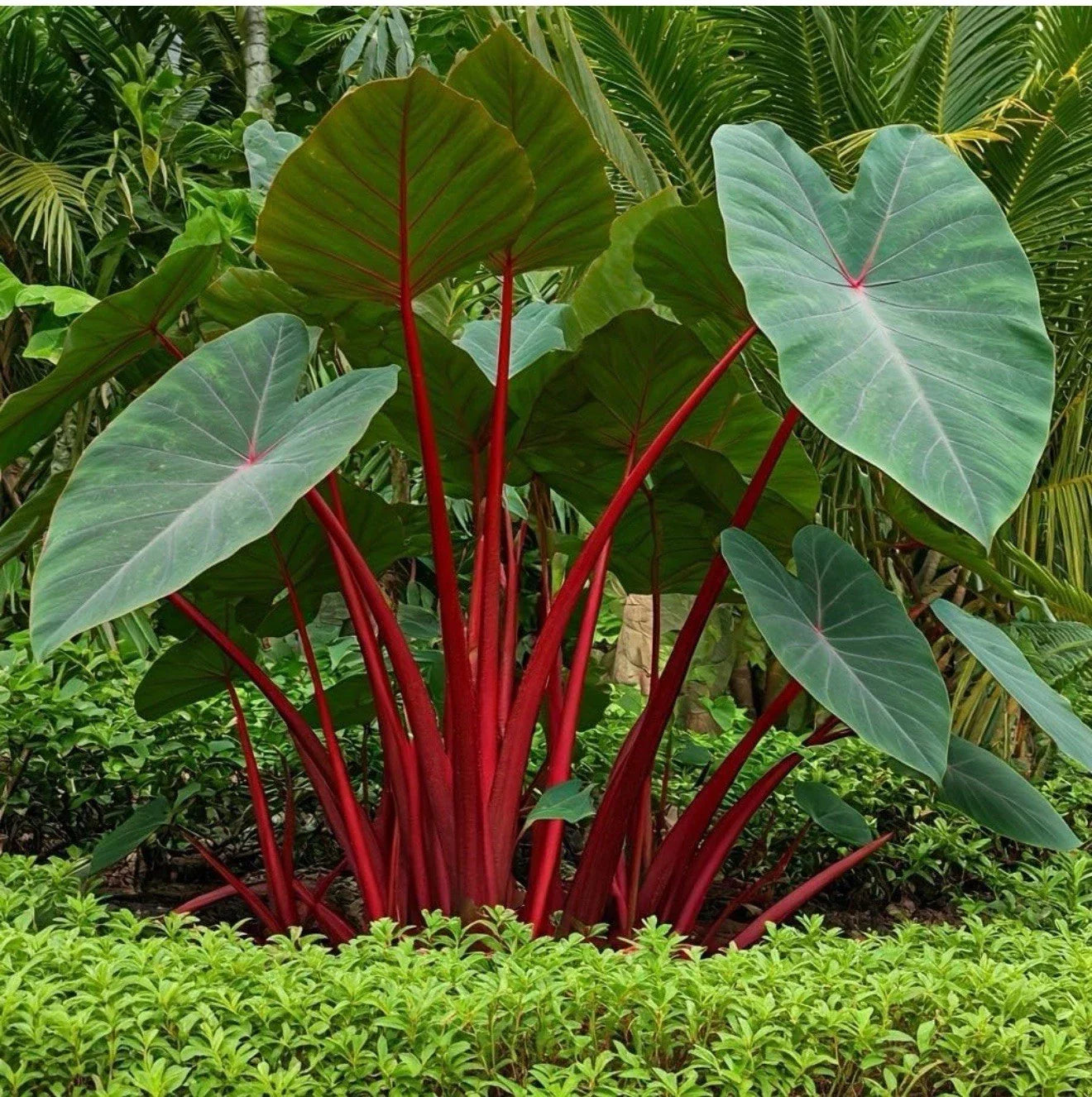 Hawaiian Punch Elephant Ear Plant - Small Rooted Starter - Colocasia esculenta - Tropical Foliage