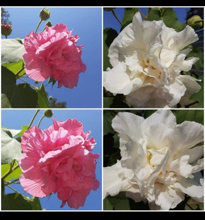 Cotton Rose Cuttings (4) - Color Changing Flowers - Hibiscus mutabilis
