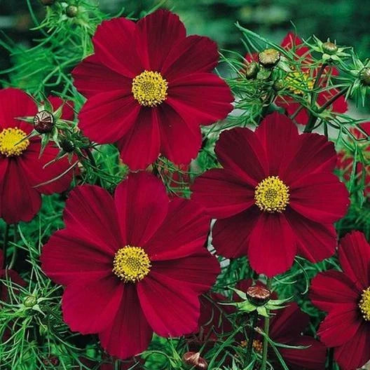 Cosmos Seeds - 50 Non-GMO Versailles Tetra Red Flower Seeds - Attracts Pollinators & Butterflies - Perfect for Gardens