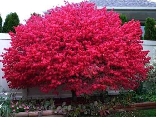 Dwarf Burning Bush Bare Root Plants - 10 Pack - Euonymus alatus
