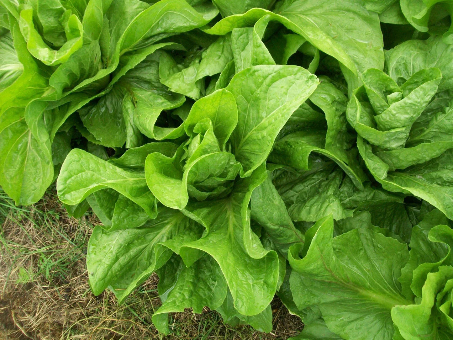 Sugar Loaf Endive Seeds - 1500 Non-GMO Heirloom Seeds for Home Garden - Cichorium endivia