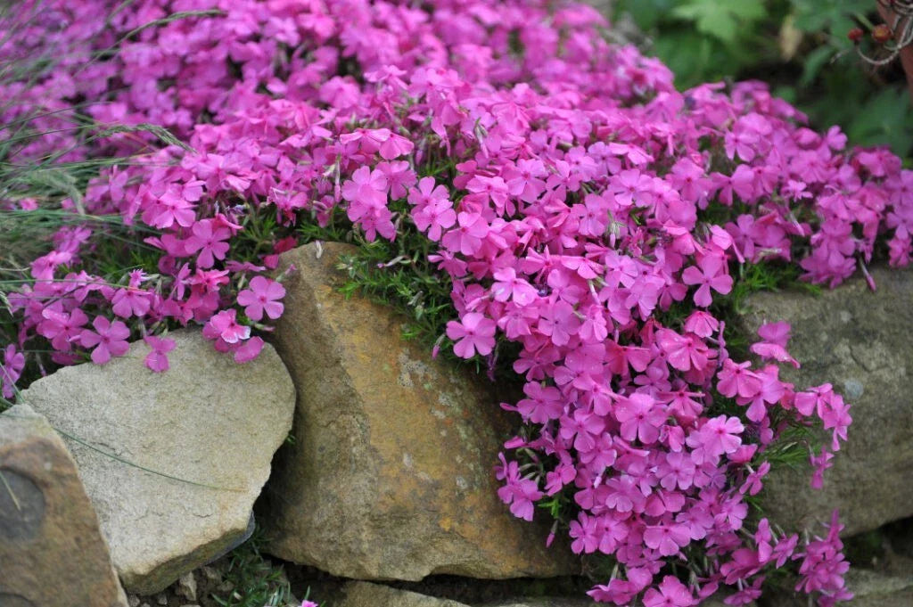 McDaniel's Cushion Phlox Seeds - 100+ Seeds for Garden Planting - Phlox subulata - USA