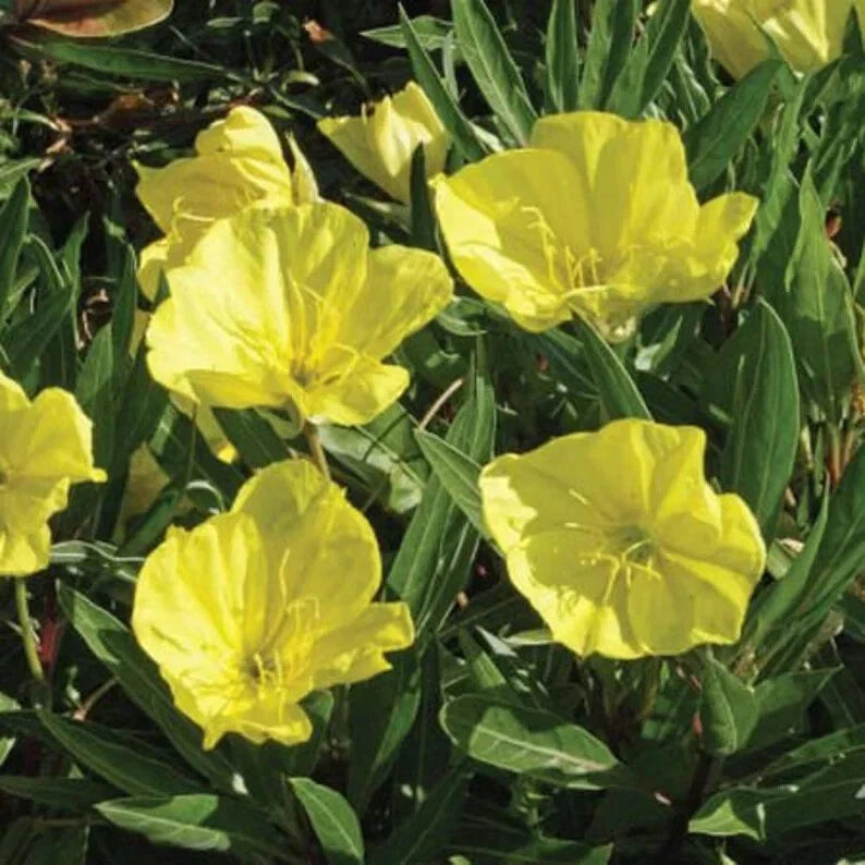 Evening Primrose Seeds - 200 Organic Dwarf Perennial Seeds - Oenothera biennis - USA Grown, Free Shipping