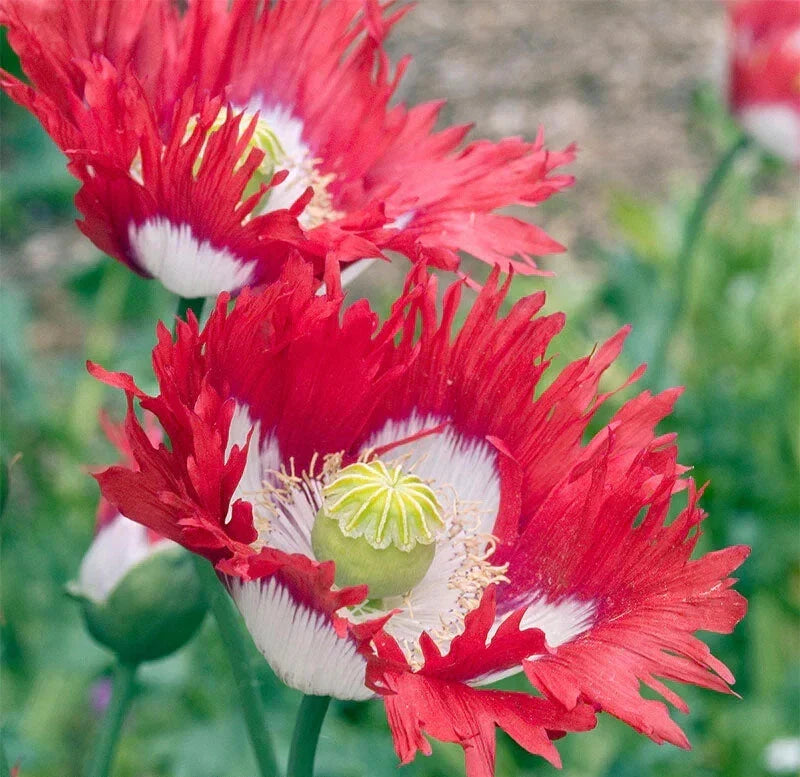 Danish Flag Poppy Seeds - 200+ Count - Papaver Rhoeas - Flower Seeds for Garden Planting - USA