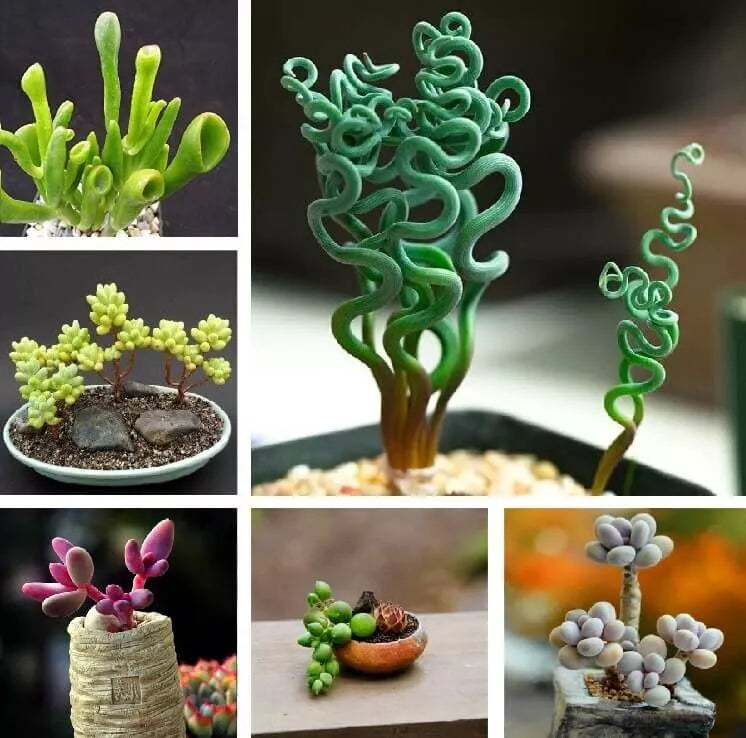 Mixed Rare Succulent Seeds, 100pcs Pack, Unique Varieties for Gardening, Ideal for Terrariums, Succulent Plants