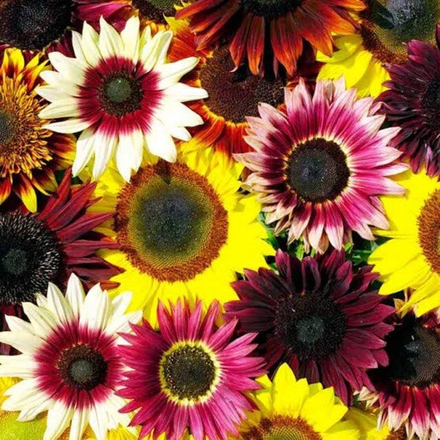 Sunflower Seeds - 25 Pack Rainbow Mix - Perennial Flowers - Helianthus Annuus