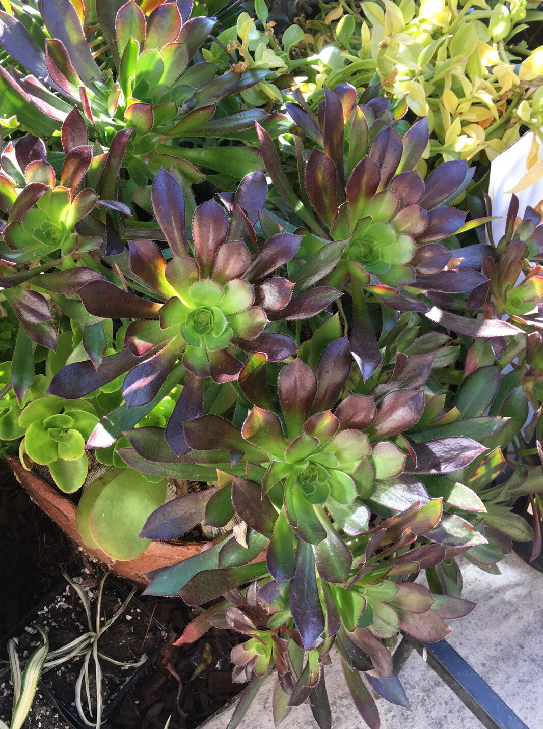Large Bicolor Aeonium Cuttings - Succulent Plant - Drought Tolerant - Aeonium arboreum