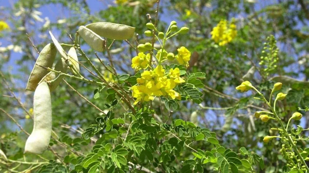Totoposte Bush Seeds (10 Seeds) - Caesalpinia Velutina - Drought-Resistant, Ornamental Plant Seeds for Gardens