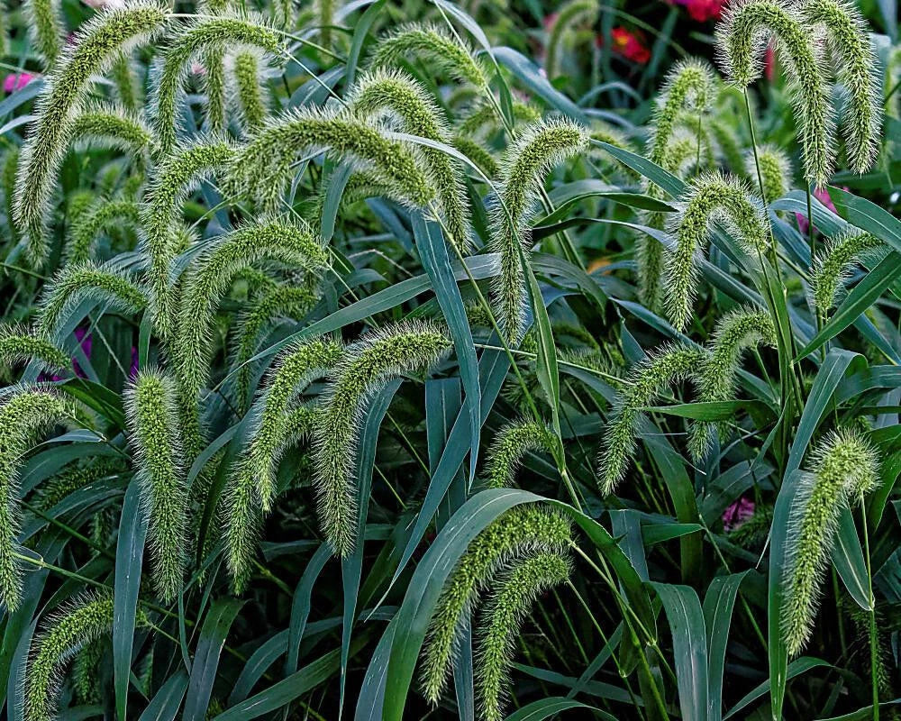 Setaria Faberinodding Bristle-Grass Seeds - 500+ Premium Seeds for Garden or Lawn - Fast-Growing Grass Variety