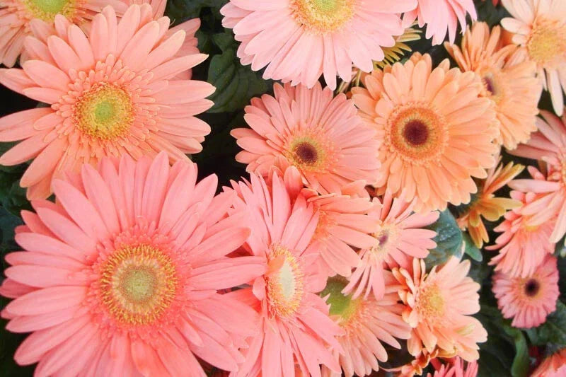 Light Pink Gerbera Daisy Seeds - 200+ Pack for Garden Planting - Gerbera jamesonii - USA