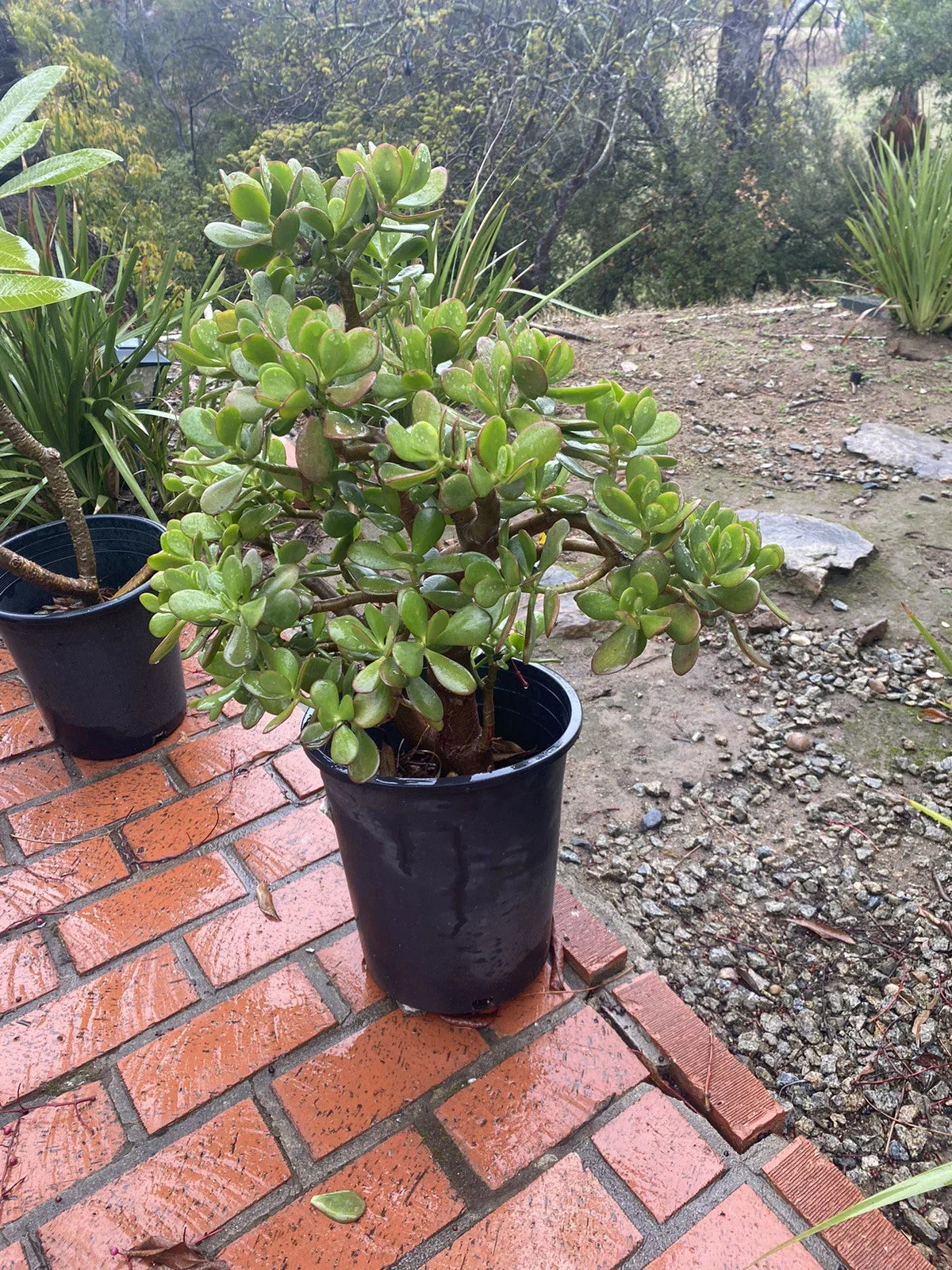Large Potted Crassula Ovata Jade Plant - Organic Green Succulent - California Grown