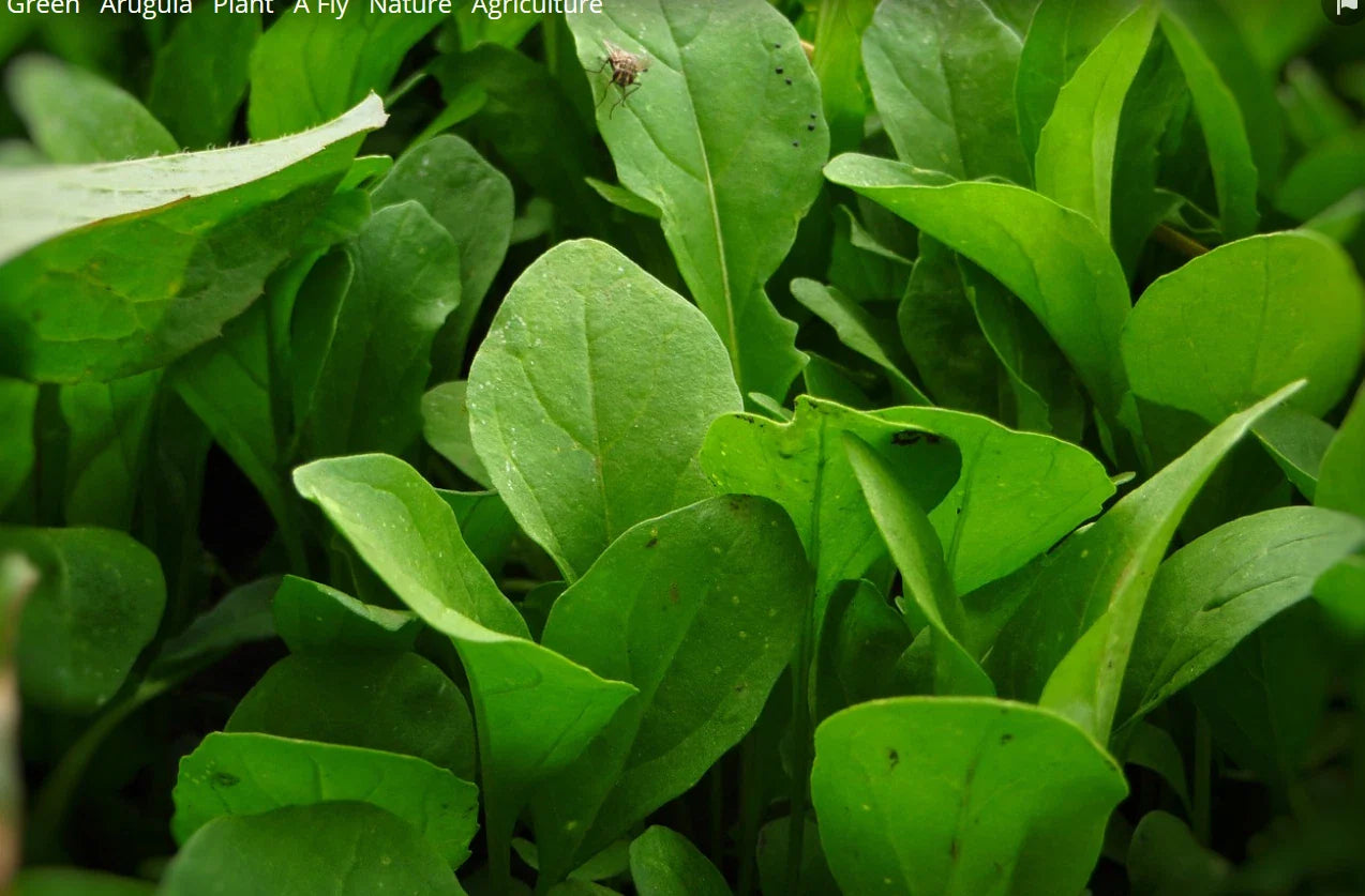 Arugula Seeds - 3000 Non-GMO Eruca sativa, Rocket Salad, Garden Rocket, Heirloom Variety for Home Gardening