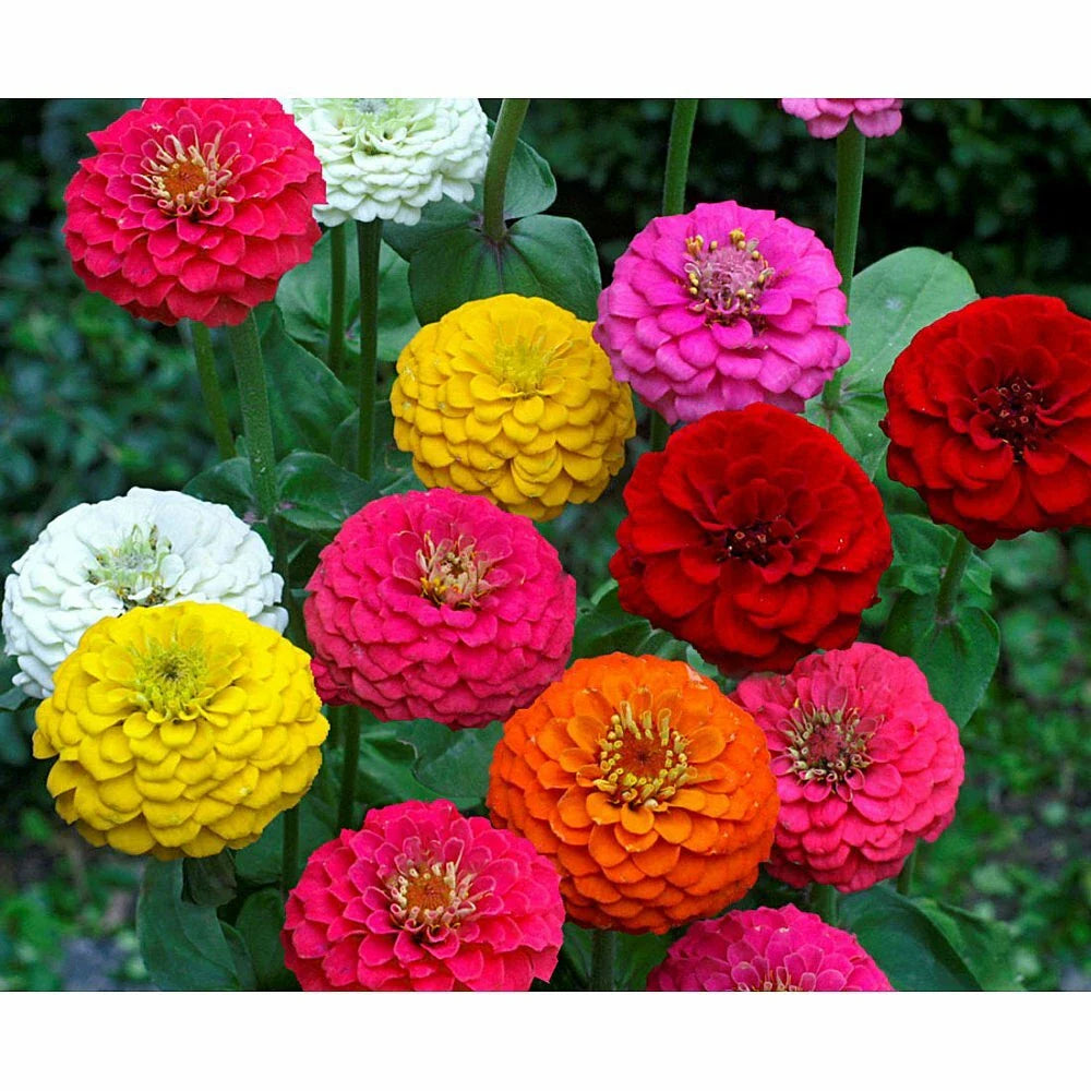 Lilliput Zinnia Seeds - 100+ Fresh Flower Seeds - Colorful Zinnia Variety for Garden Planting