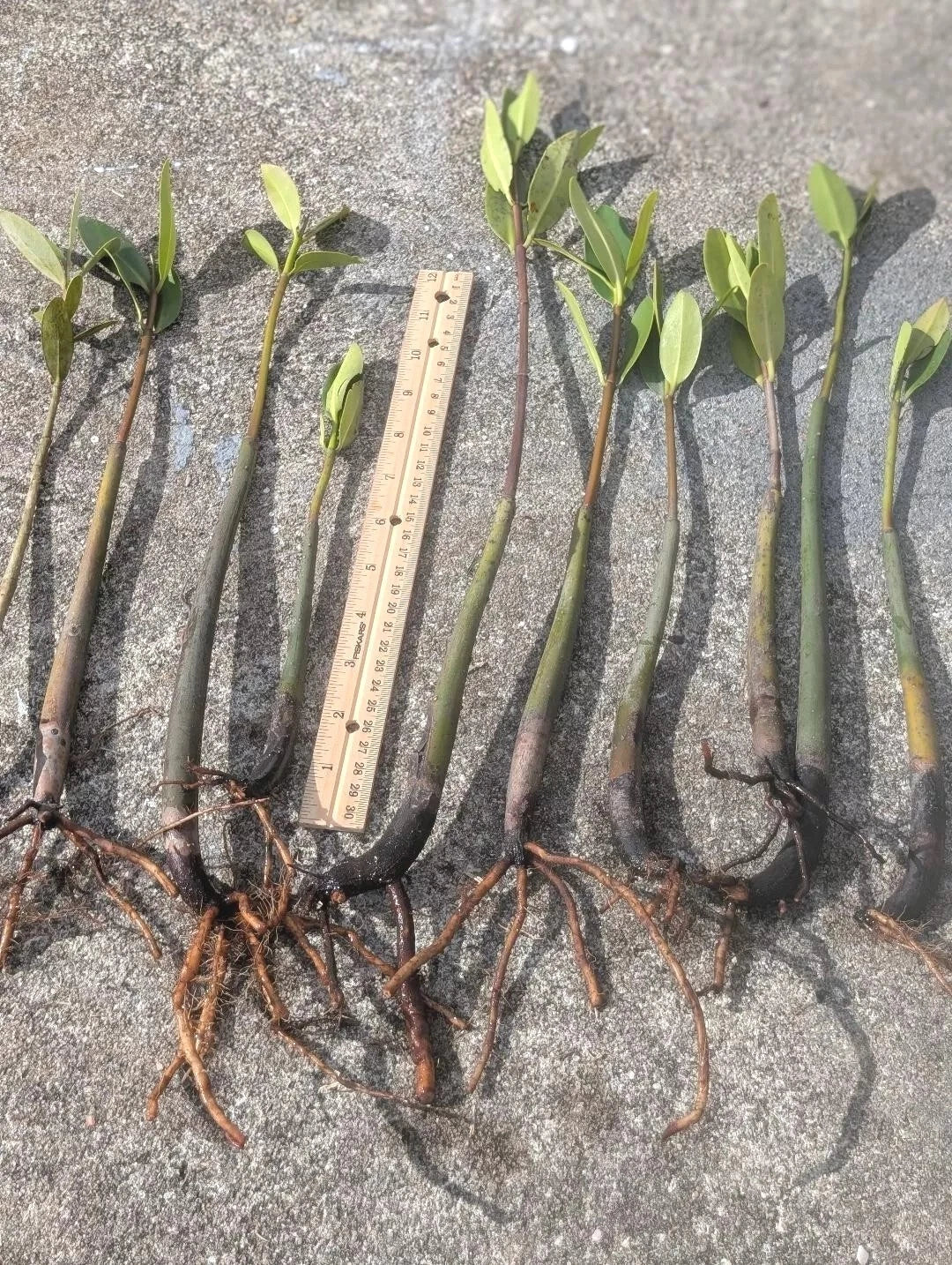 Live Red Mangrove Plants - 5 Pack, 4" to 12" Rooted with Leaves, Rhizophora mangle