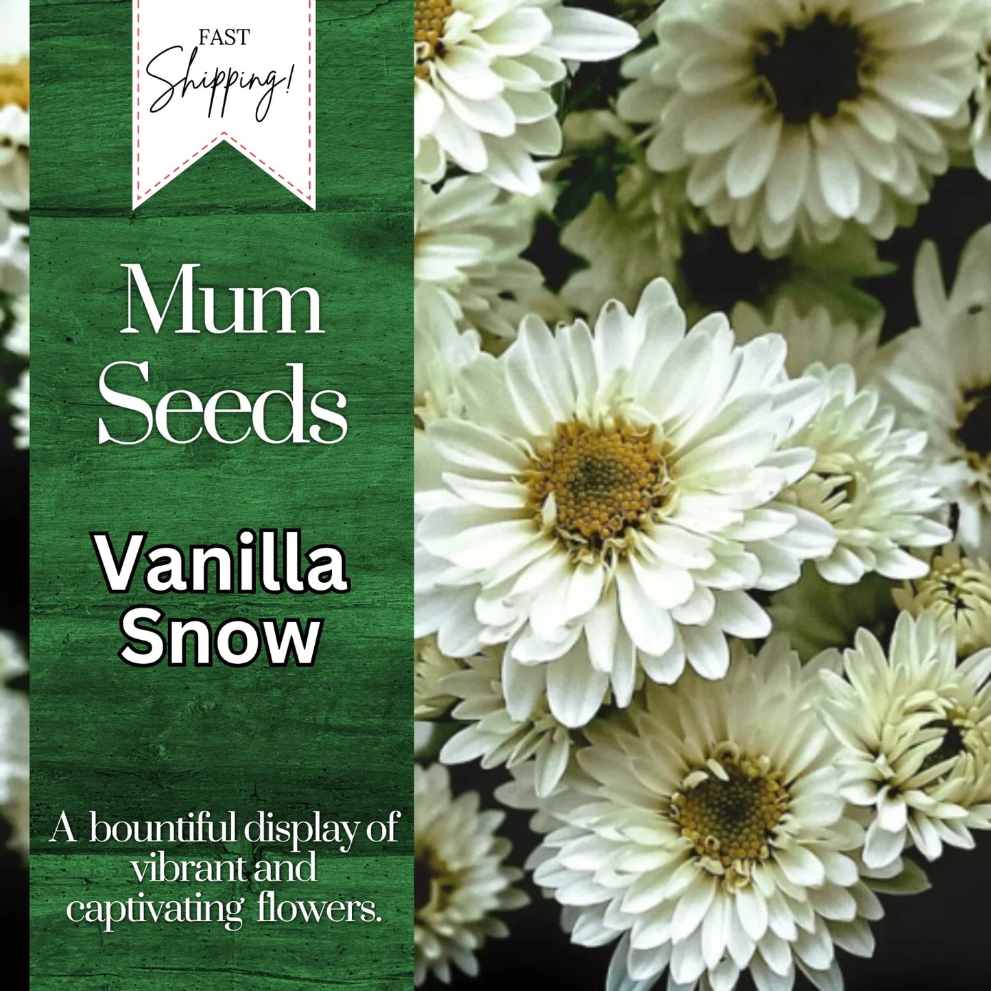 Vanilla Snow Mum Seeds | 200+ Chrysanthemum Flower Seeds | Annual Mum Flowers | White Blooms