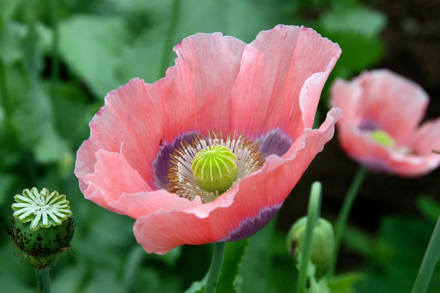 Giant Poppy 200 Seeds - for Garden Planting - Papaver somniferum - USA Shipping