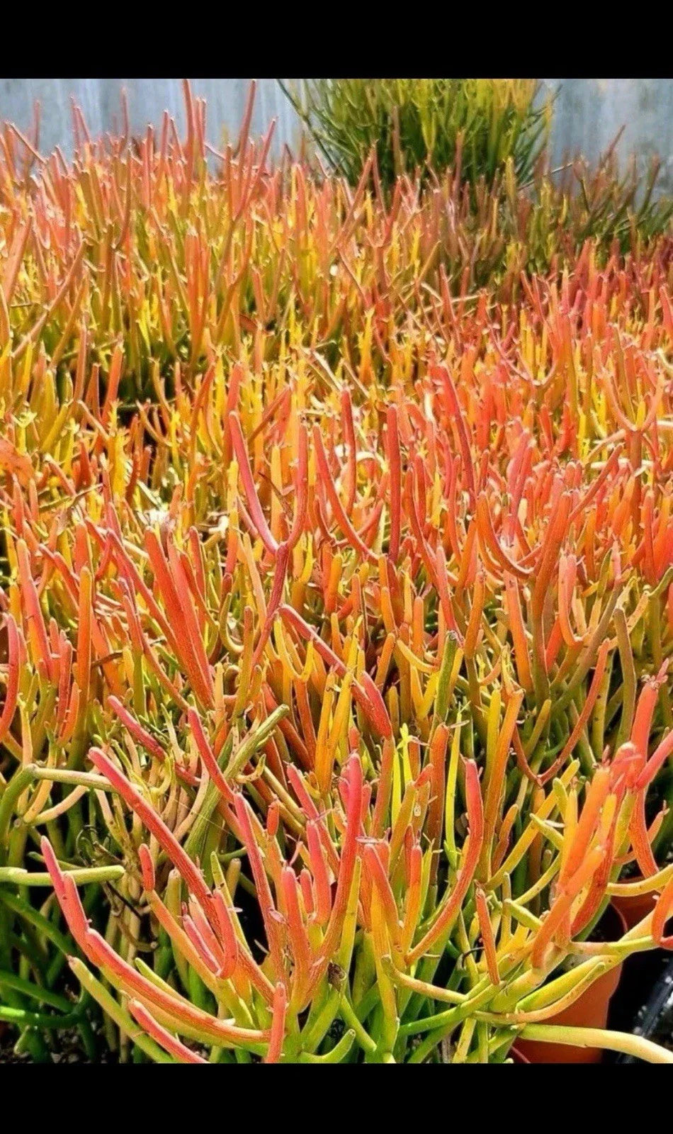 Large 12” Fire Sticks Cactus Cuttings - Euphorbia Tirucalli Succulent - Ideal for Indoor/Outdoor Decor