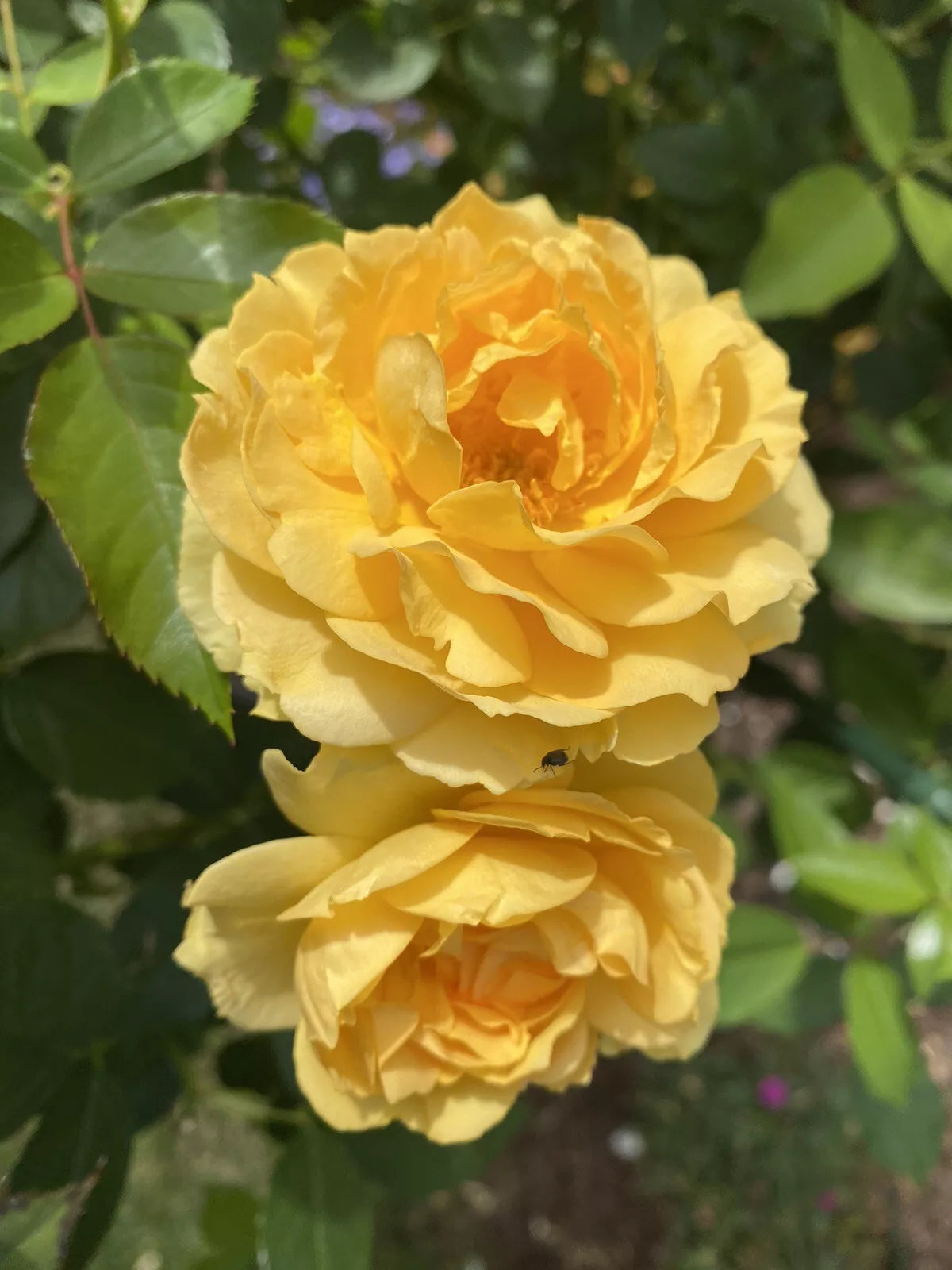 Live Rose Cuttings 5-8" Long - Julia Child Variety - 3 Stems - Unrooted Fresh Cuttings for Gardening