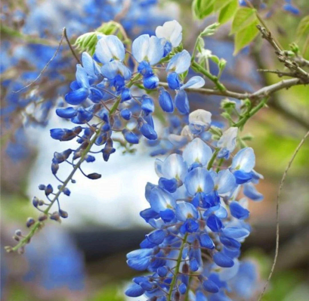 Wisteria Blue Moon Cuttings 6-8" Long Unrooted Vine Tree Fresh Cuts (Wisteria floribunda)