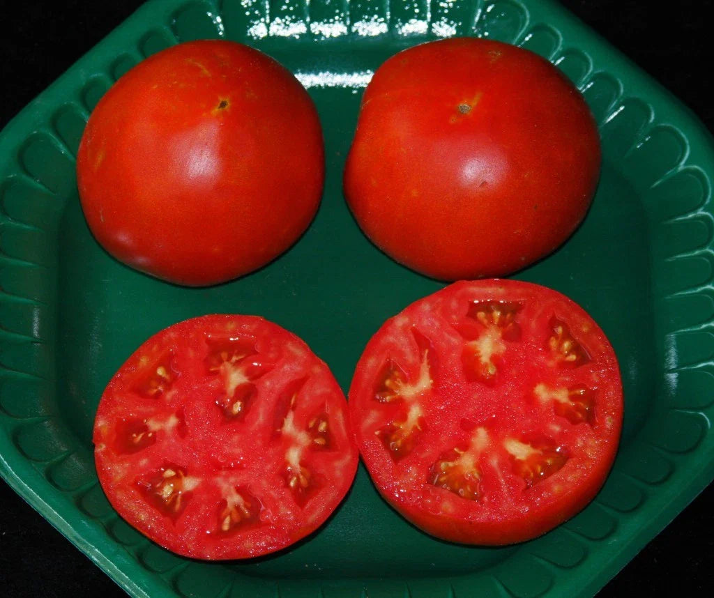 Celebrity Hybrid Tomato Seeds - Bulk 50 Pack - Heavy Producer - Compact Plant - Solanum lycopersicum