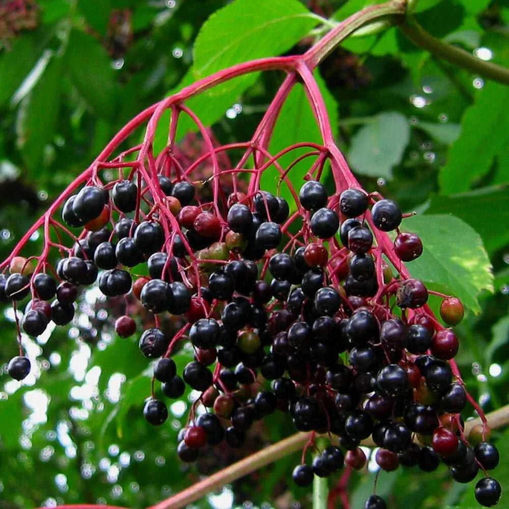 Unrooted Elderberry Cuttings - Sambucus Bush Shrub - Medicinal Perennial - Johns Variety